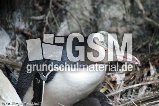 Gelbaugenpinguin (14 von 23).jpg